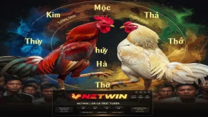 Kinh nghiệm chọn chiến kê dựa trên màu mạng Netwin